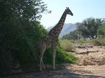 Fort Sesfontein: Eine Giraffe vor dem Bergpanorama