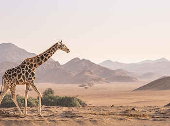 Hoanib Skeleton Coast Camp: Giraffe