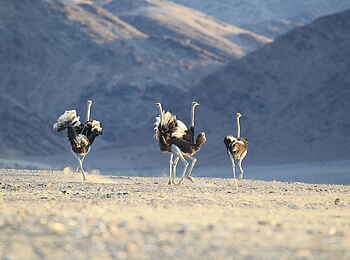 Hoanib Skeleton Coast Camp: Straussenvögel