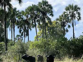 Kala Camp: Büffel Kala Camp: Büffel