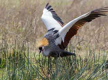 Kiota Camp: Kronenkranich Kiota Camp: Kronenkranich