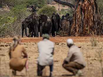 Laba Jongomero Camp: Walking Safari