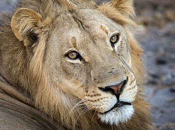 Linyanti Tented Camp: Löwe