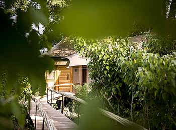 Little Mombo Camp: Weg zur Suite