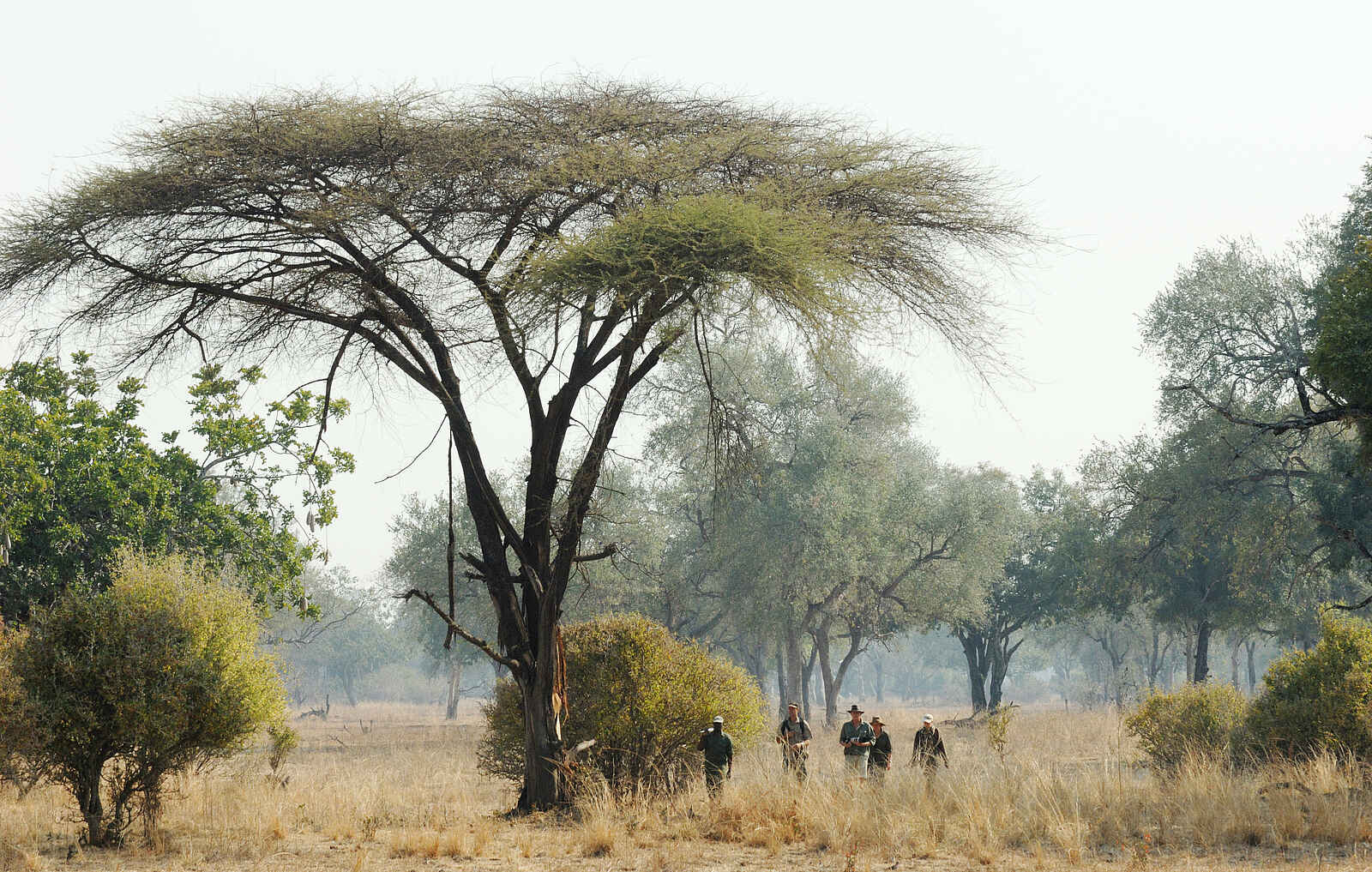 Mwamba Bush Camp: Wandersafari Mwamba Bush Camp: Wandersafari