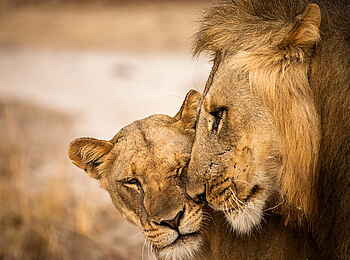 Norman Carr Safaris: Löwenpärchen