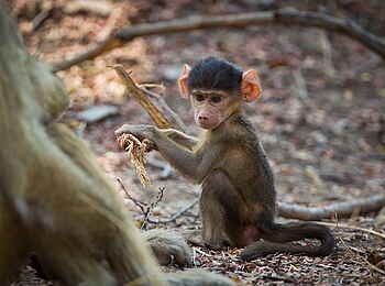 Norman Carr Safaris: Pavianbaby