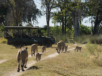 Nxabega Okavango Tented Camp: Löwengruppe und Geländewagen