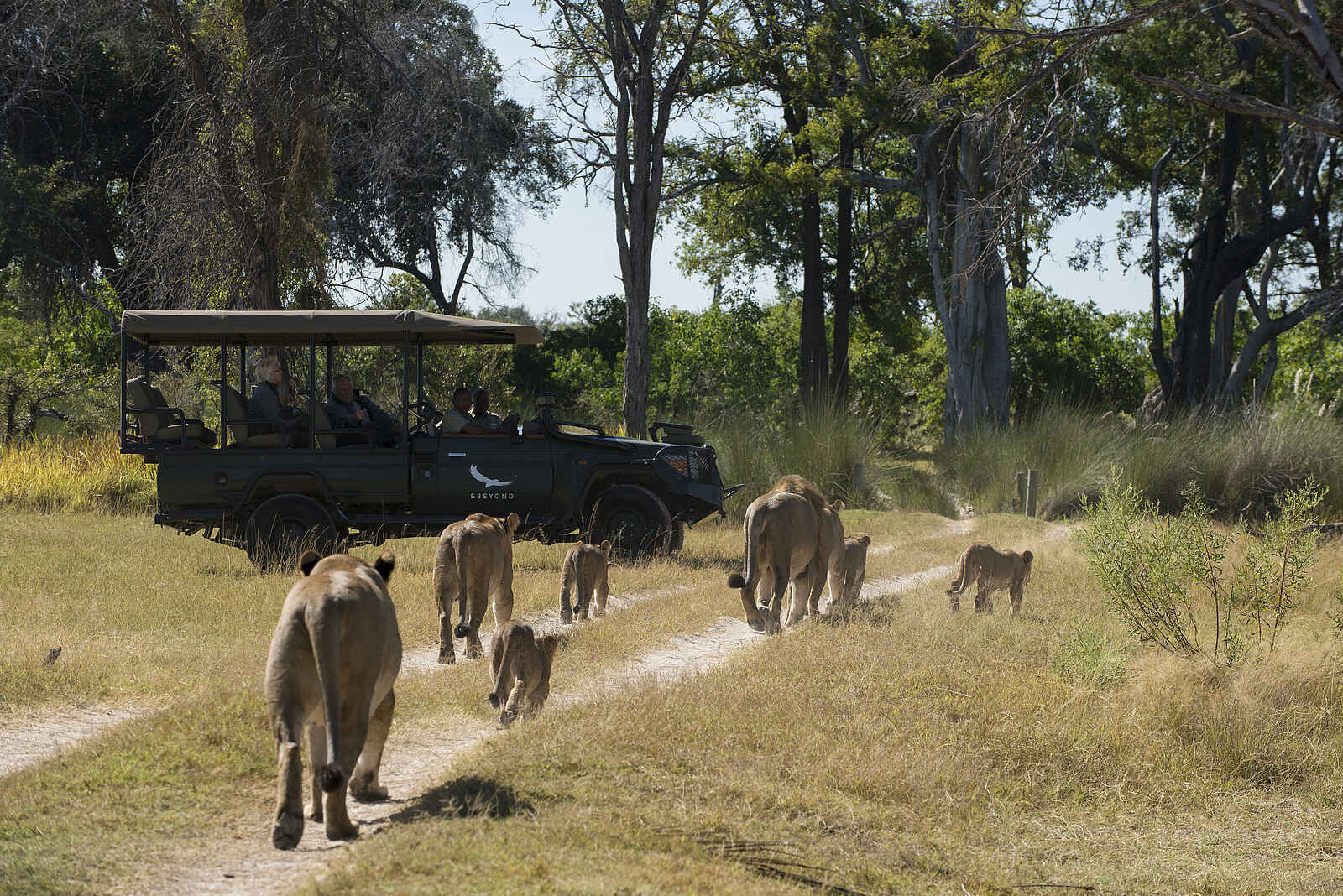 Nxabega Okavango Tented Camp: Löwengruppe und Geländewagen Nxabega Okavango Tented Camp: Löwengruppe und Geländewagen