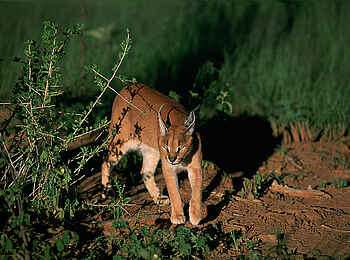 Okonjima Plains Camp: Karakal auf der Pirsch Okonjima Plains Camp: Karakal auf der Pirsch