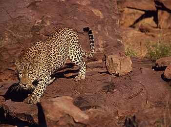Okonjima Plains Camp: Leopard auf Felsen Okonjima Plains Camp: Leopard auf Felsen