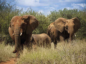 The Royal Madikwe: Elefanten
