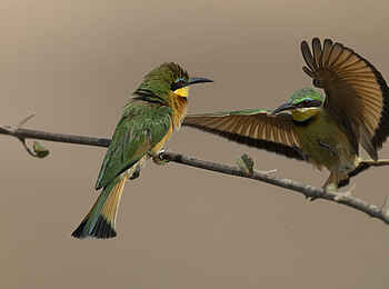 Sanguni Safari Lodge: Bunte Vogelwelt