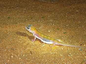 Serra Cafema: Namibgecko