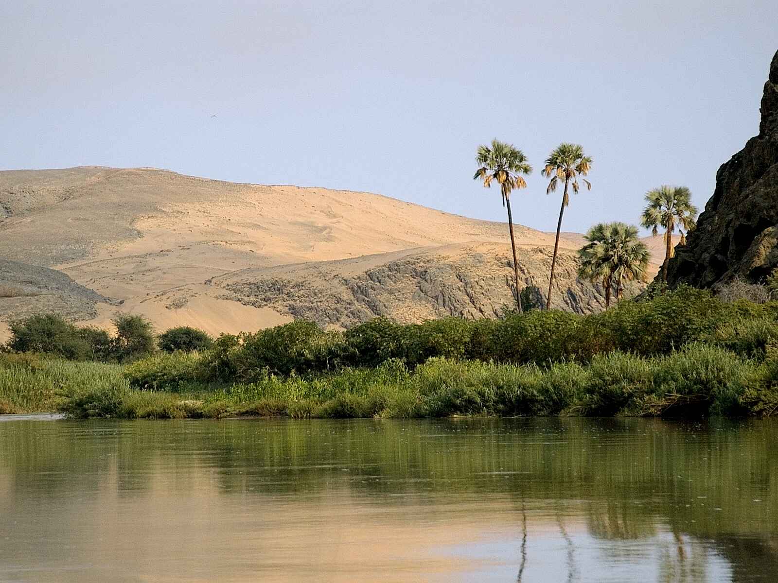 Serra Cafema: Prächtige Makalani-Palmen Serra Cafema: Prächtige Makalani-Palmen