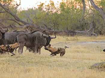Shinde Footsteps: Gnus und Wildhunde Shinde Footsteps: Gnus und Wildhunde