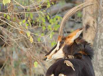 Shinde Footsteps: Säbelantilope Shinde Footsteps: Säbelantilope