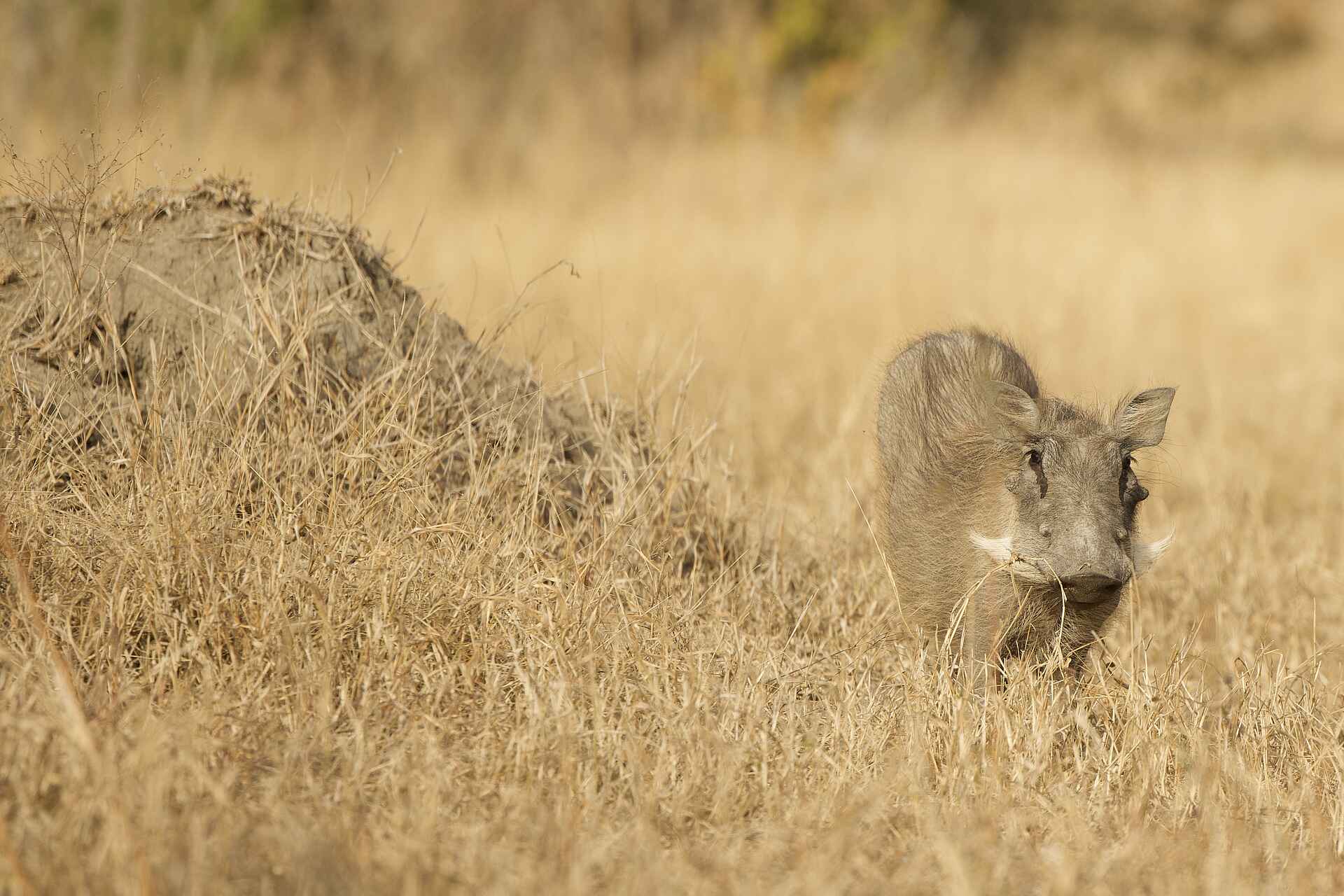 Siviti Timbavati Plains Lodge: Ein Warzenschwein
