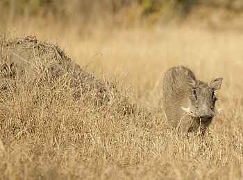 Siviti Timbavati Plains Lodge: Ein Warzenschwein Siviti Timbavati Plains Lodge: Ein Warzenschwein