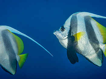 White Pearl Resorts: Falterfische