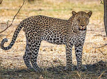 Wilderness Mokete Camp: Leopard