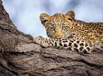 Zarafa Camp: Leopard