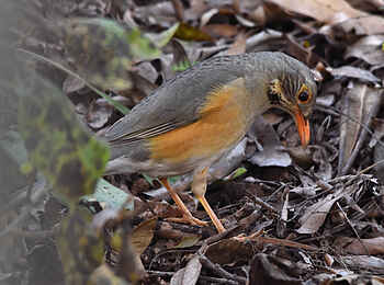 Frog and Fern Cottages: Kurrichane Thrush Frog and Fern Cottages: Kurrichane Thrush