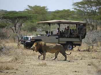 Legendary Mwiba Lodge: Löwenbegegnung Legendary Mwiba Lodge: Löwenbegegnung