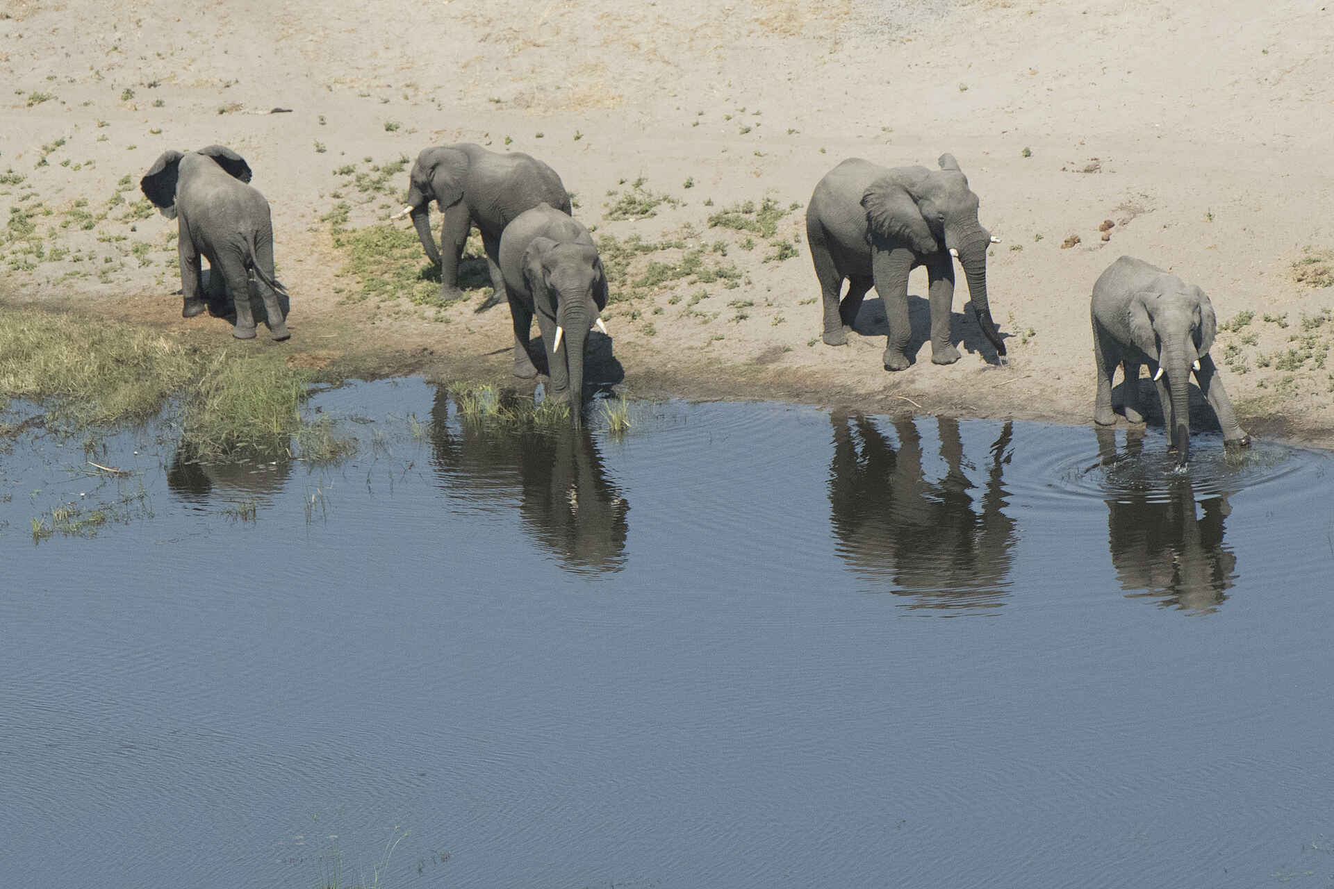 African Bush Camps, Beks Ndlovu, Linyanti Bush Camp, Linyanti Ebony, Elefantenherde, Landschaft, Linyanti-Sümpfe, Luftbild, Afrikarma, Afrikarma Safaris, Afrikarma Safaris. Wildnis. Hautnah., Afrikarma.de