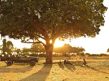 Lion Camp: Landschaft mit Bäumen