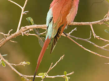 Little Vundu Camp: Karminspint Little Vundu Camp: Karminspint