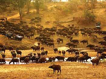 MalaMala Sable Camp: Büffelherde am Sand River