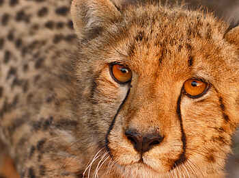 Ntemwa Busanga Bushcamp: Portraitaufnahme eines jungen Geparden