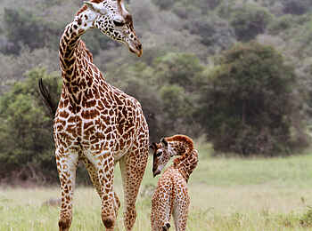 Ruzizi Tented Lodge: Giraffe mit Jungem