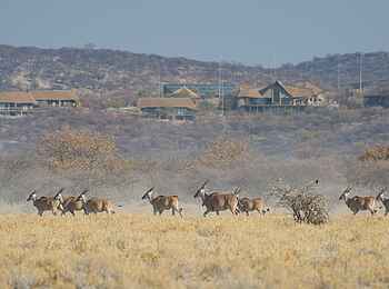 Safarihoek Lodge: Eland und Lodge Safarihoek Lodge: Eland und Lodge