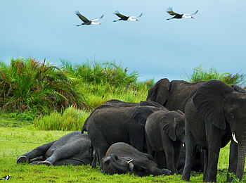 Selinda Camp: Elefanten liegen im Gras