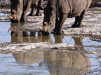 Edo's Camp: Breitmaulnashörner Edo's Camp: Breitmaulnashörner