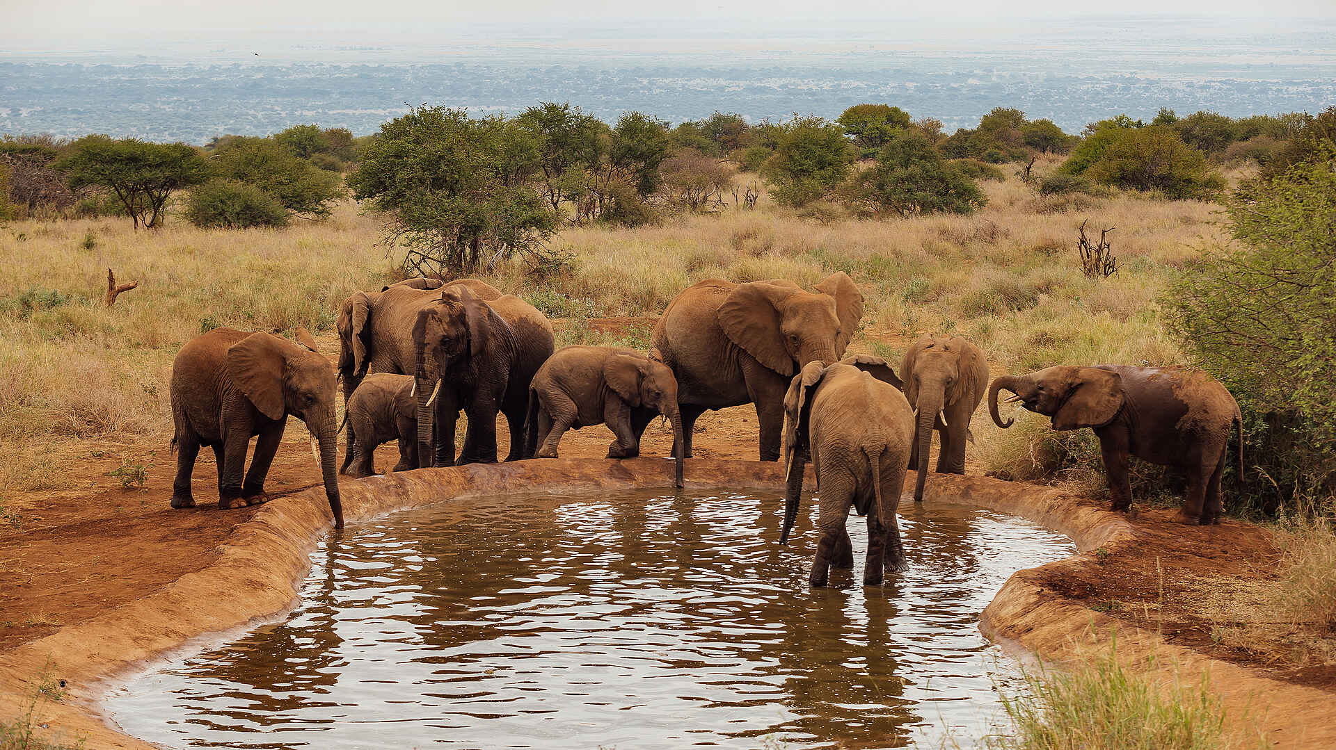 Elephant Gorge Camp: Elefanten beim trinken