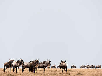 Hemingways River Camp Mara: Gnus