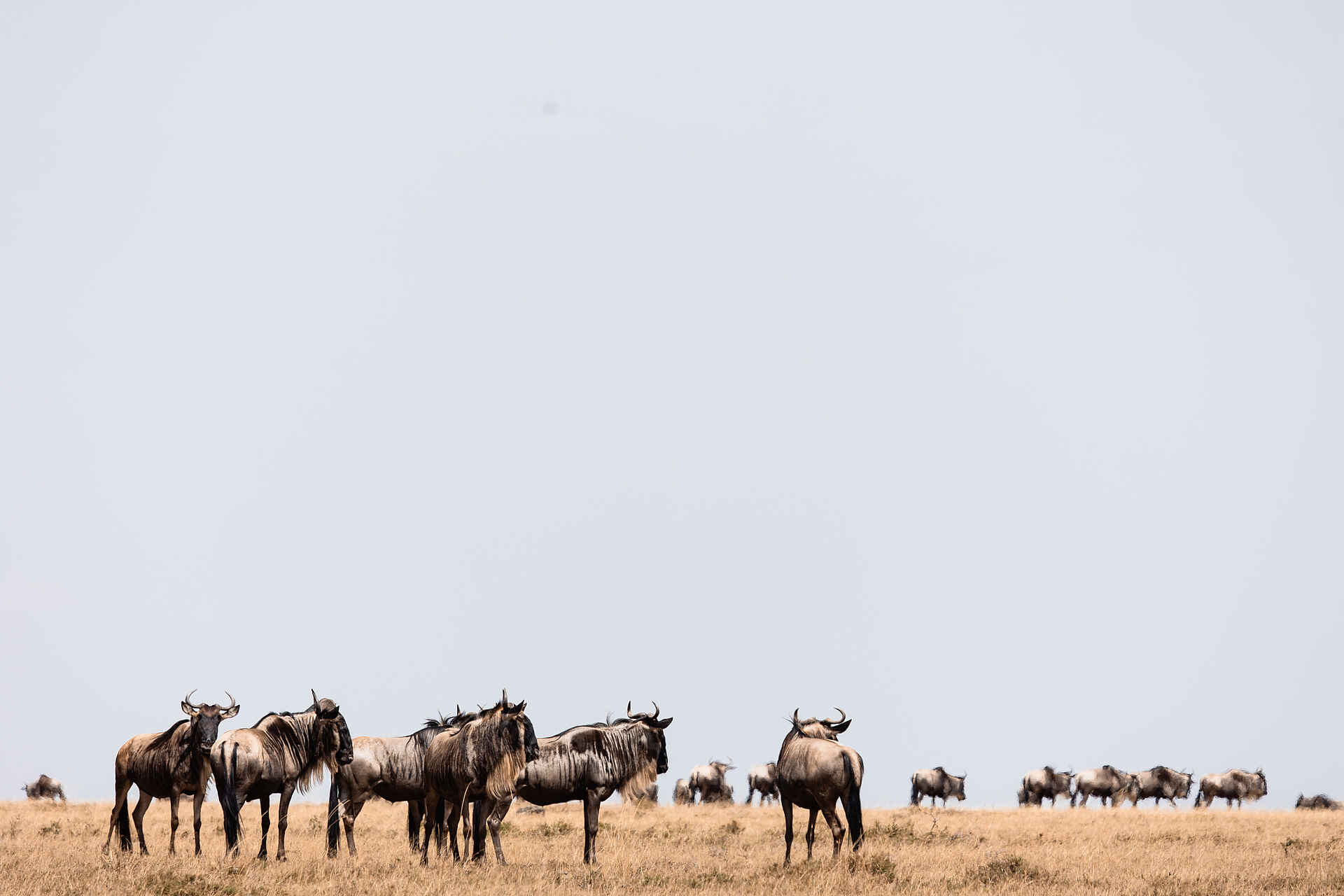 Hemingways River Camp Mara: Gnus