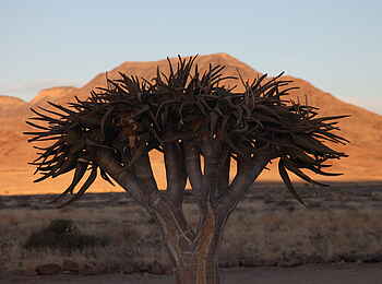 Hoodia Desert Lodge: Köckerbaum