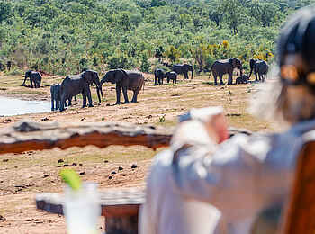 Ivory Lodge: Elefanten beobachten Ivory Lodge: Elefanten beobachten