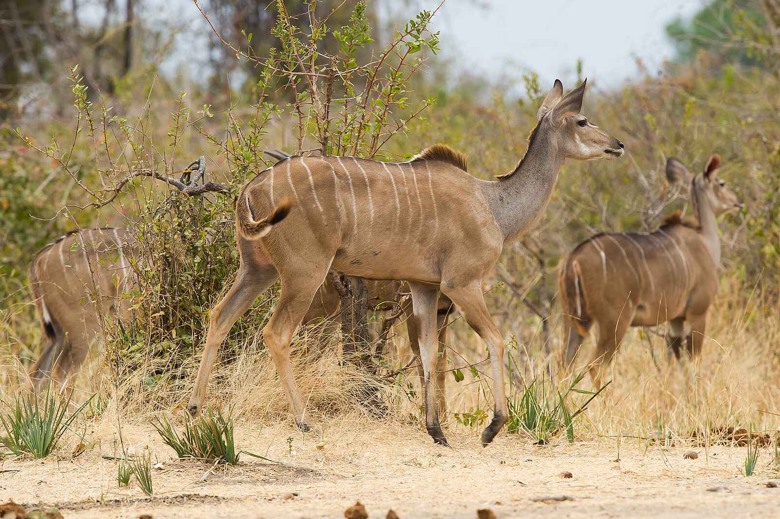 Jabali Ridge Camp: Wen wittert das Kudu? Jabali Ridge Camp: Wen wittert das Kudu?