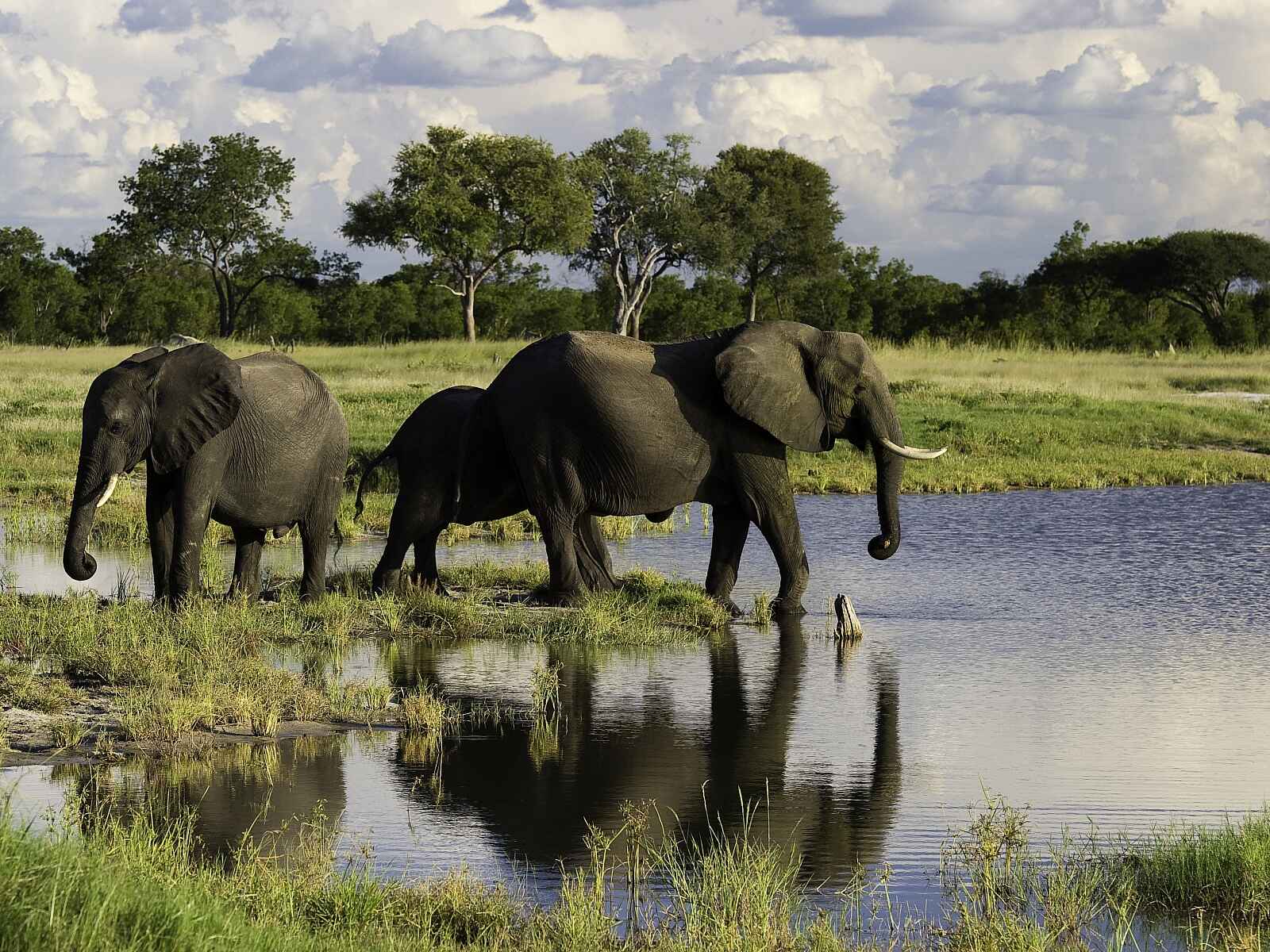 Little Makalolo Camp: Ankunft am Wasserloch Little Makalolo Camp: Ankunft am Wasserloch
