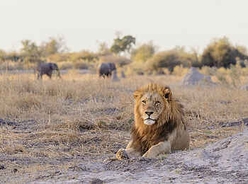 Mbamba: Ein Löwe Mbamba: Ein Löwe