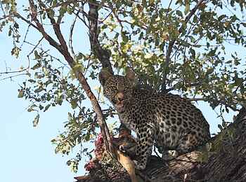 MmaTsebe Tented Camp: junger Leopard im Baum