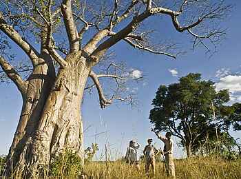 Mukambi Fig Tree Bush Camp: Eine Walking Safari