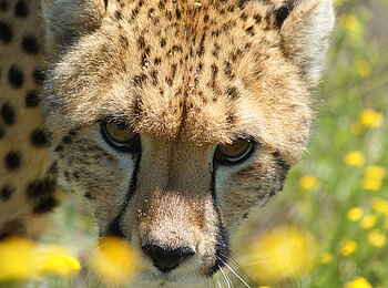 Naankuse Lodge: Lodge-Gepardin Ayla Naankuse Lodge: Lodge-Gepardin Ayla