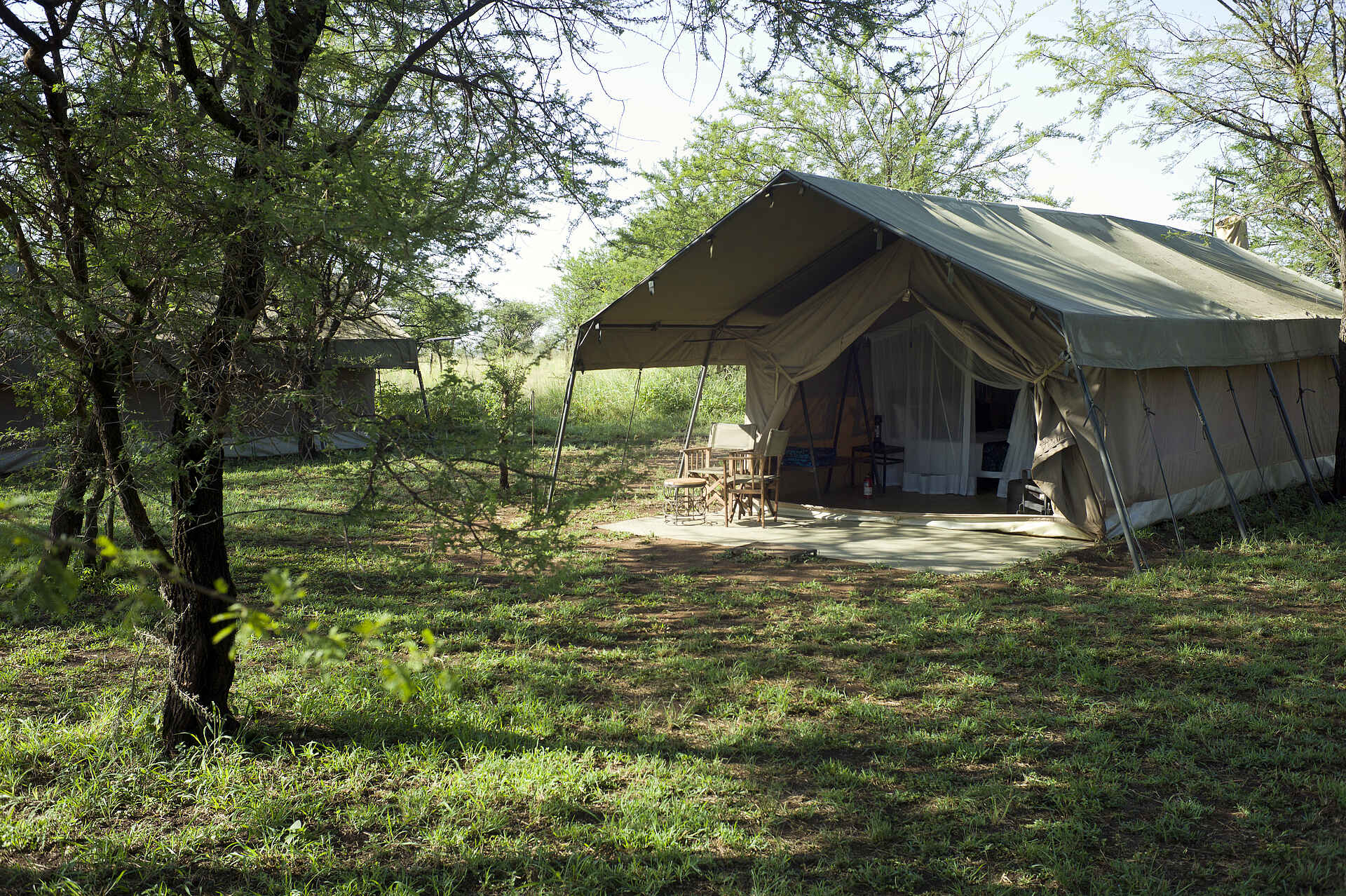 Ronjo Camp: Gästezelt im Schatten Ronjo Camp, Serengeti, Tanganyika Expeditions, Akazien, Gästezelt, Afrikarma, Afrikarma Safaris, Afrikarma Safaris - Wildnis. Hautnah., Afrikarma.de