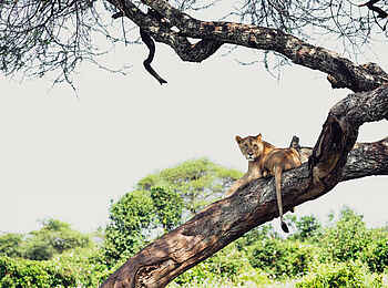 Sanctuary Swala: Löwe im Baum